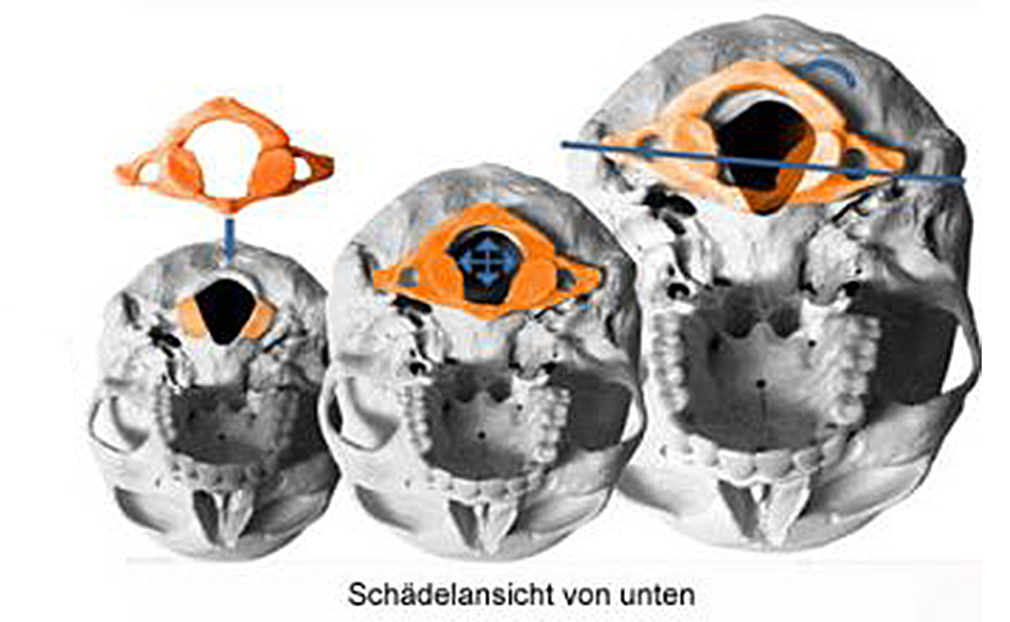 Schaedel_aufbau_Atlasreflex_Behandlung Atlasgelenk Untersuchen